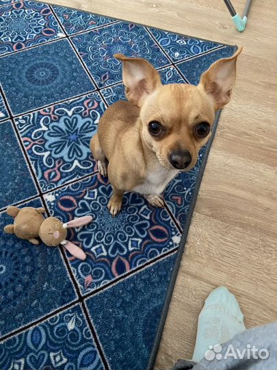 Вязка улыбающийся чихуахуа кобель породистый