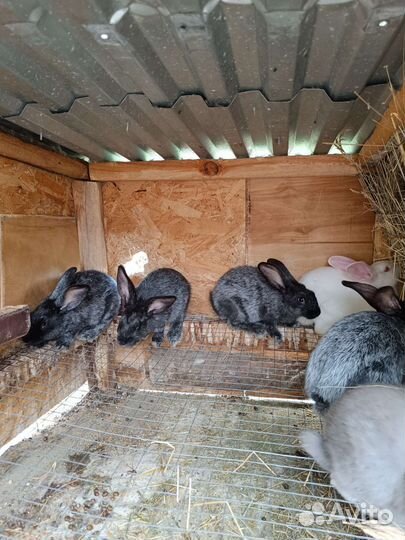 Кроликоферма