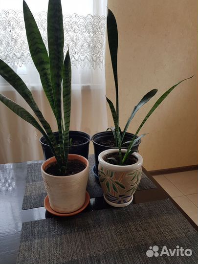 Сансевиерия трехполосая и колеус
