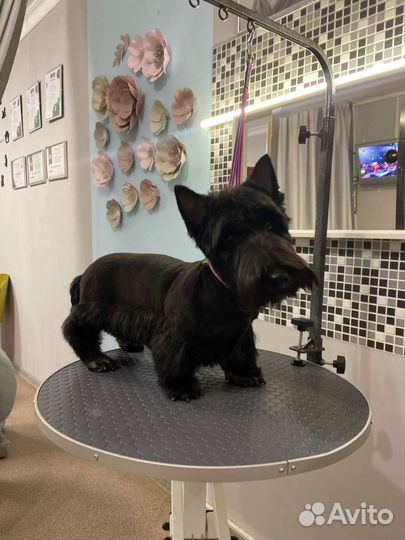 Грумер стрижка собак