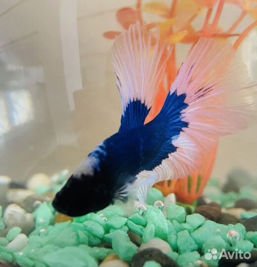 Аквариум+рыбка (петушок), грунт