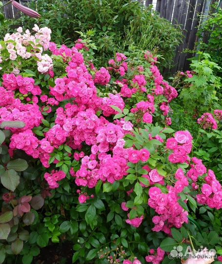 Саженцы мускусных роз Dinky/Динки