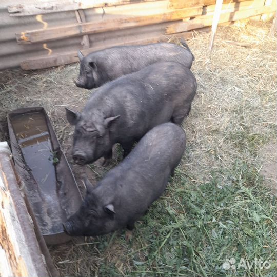 Свиньи. Хряк. Поросята