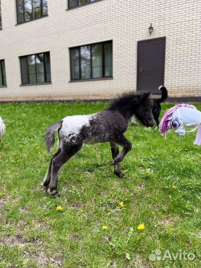 Американская миниатюрная лошадь (мини-пони)