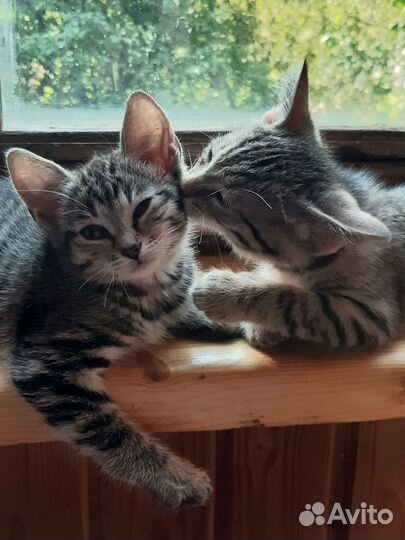 Найдёныши. Котята в дар добрым людям)