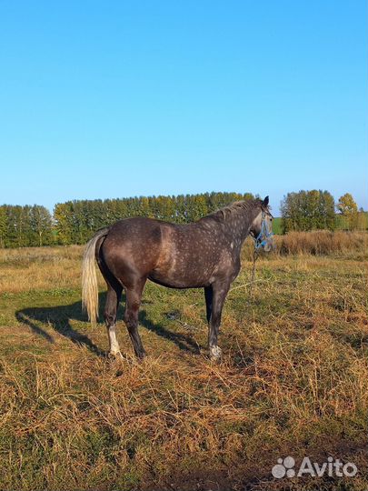 Кобыла орловская