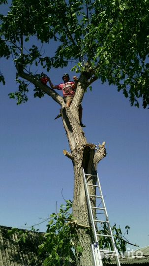 Сад, аварийные деревьев