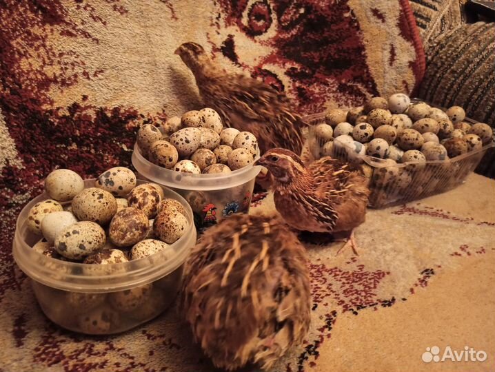 Перепелиные инкубационные яйца породы Угличская