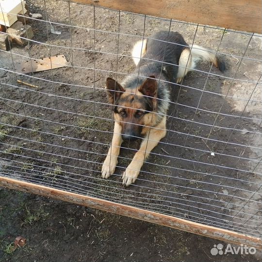 Немец красавчик ищет подругу бесплатно