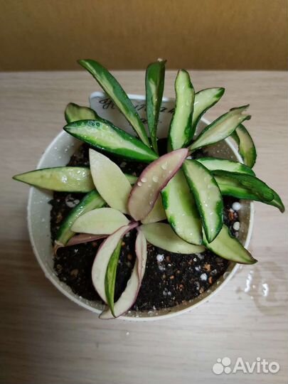 Хойи срезом