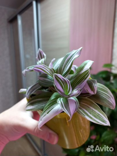 Традесканция нанук розовая