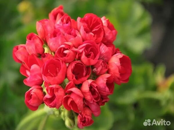 Uaito ringu, PAC 'Viva Rosita, Mrs.Charles