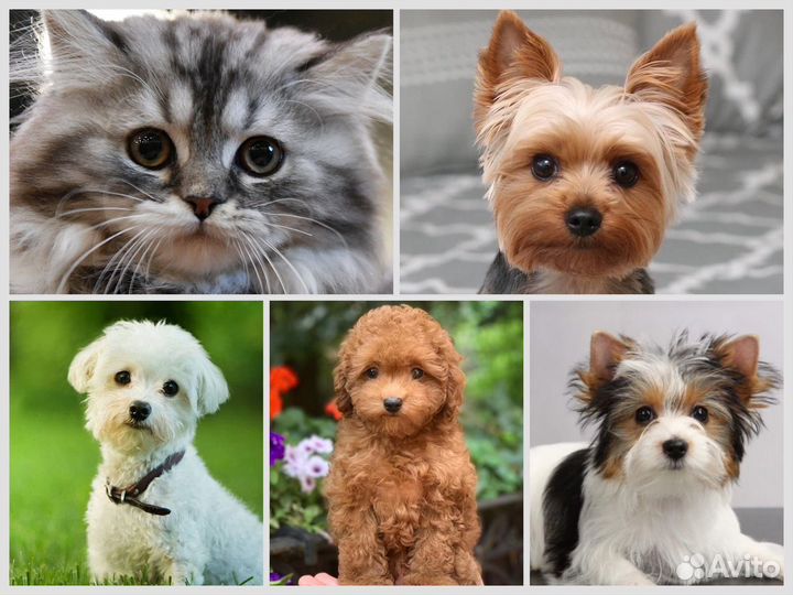 Ищу модель - стрижка собак и кошек