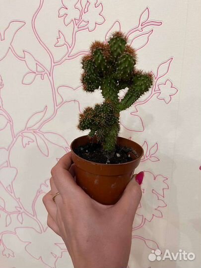 Кактус комнатные растения и цветы