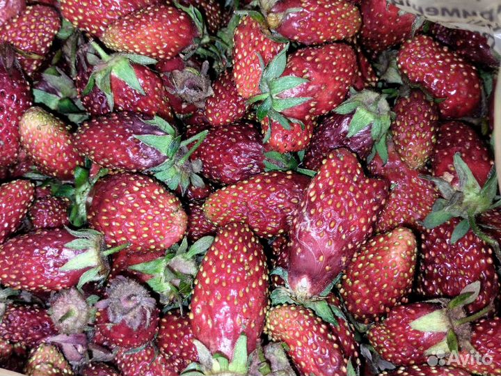 Рассада клубники Азия, Купчиха