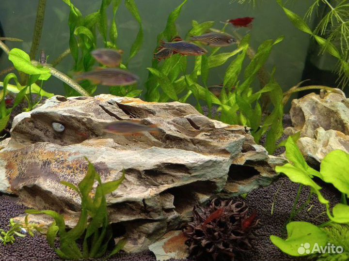 Микрорасбора галактика