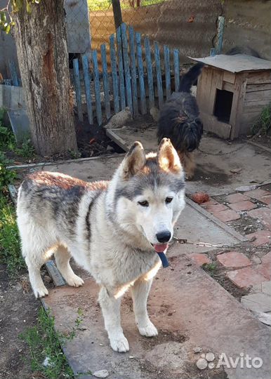 Сибирский хаски