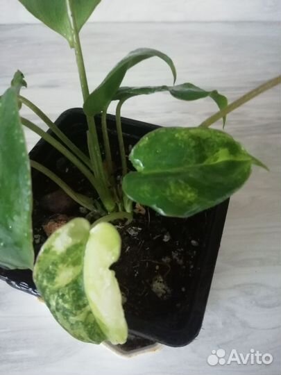 Филодендрон Бурле Макс