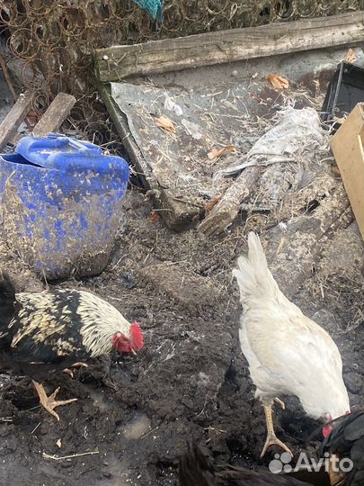 Молодые петухи