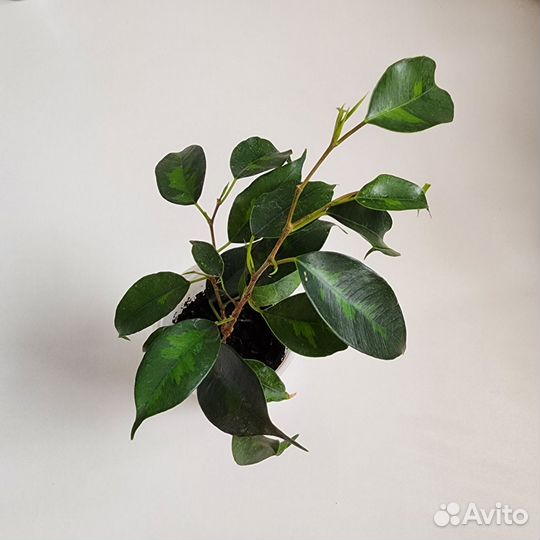 Фикус Бенджамина, Али, Даниэль