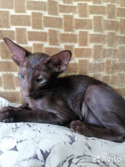 Ориентальные котята