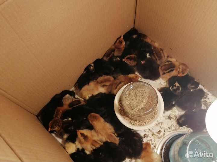 Выведу цыплят