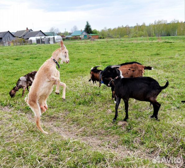 Дойные козы