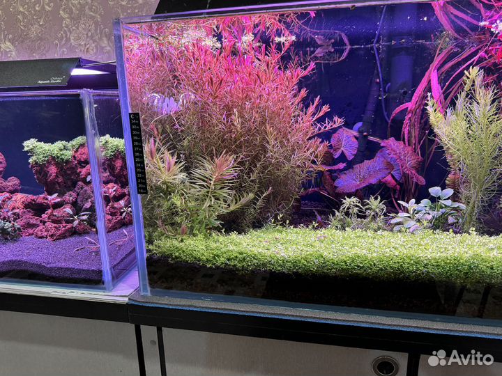 Аквариумные растения