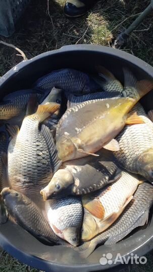 Живая рыба карп толстолоб
