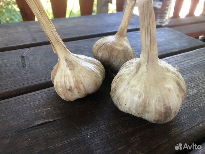 Продаю чвеснок