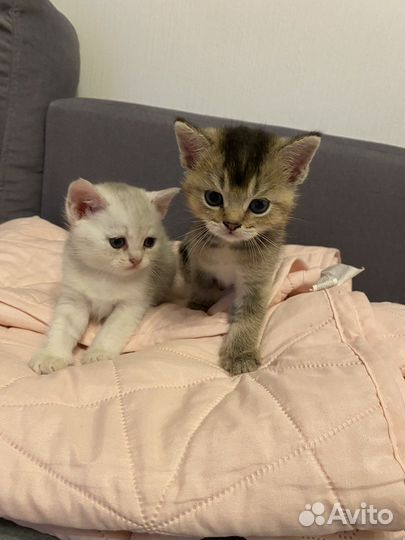 Шотландские котята