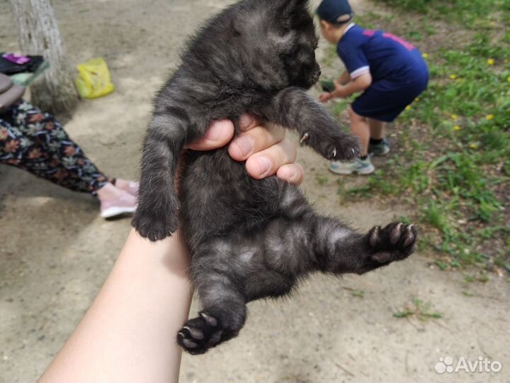Котята в добрые руки 1 месяц