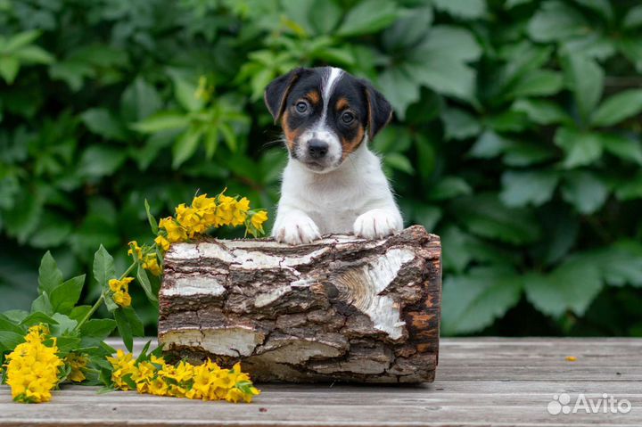 Лучшие Джек Рассел терьер
