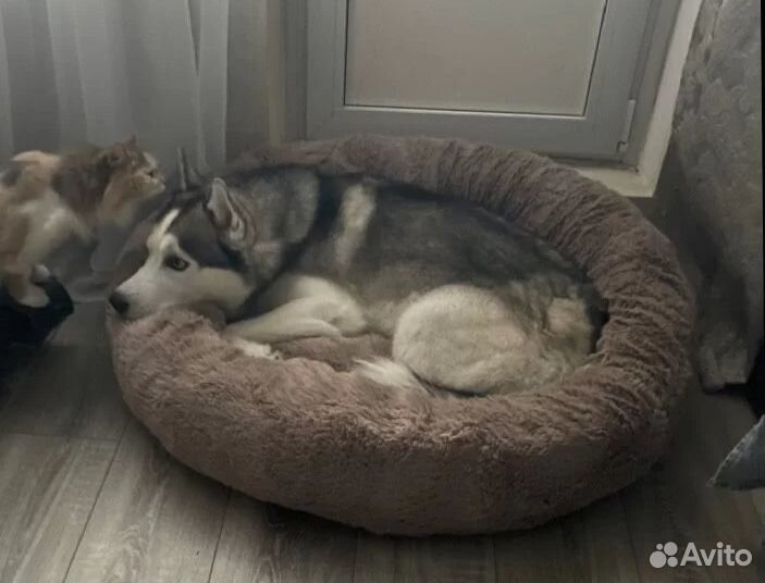 Лежанка для собаки и кошки