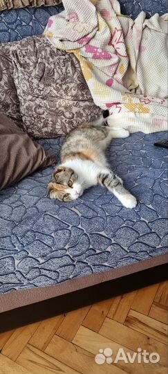 Домашние животные кошки