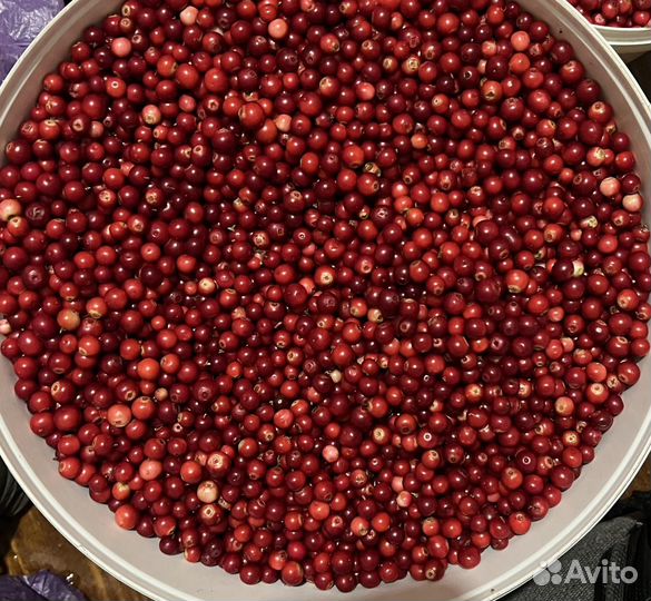 Брусника ягода