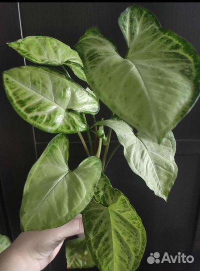 Фикусы, Сингониум, Диффенбахия