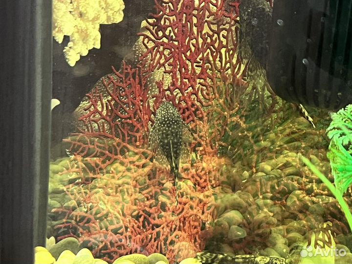 Аквариум с рыбками