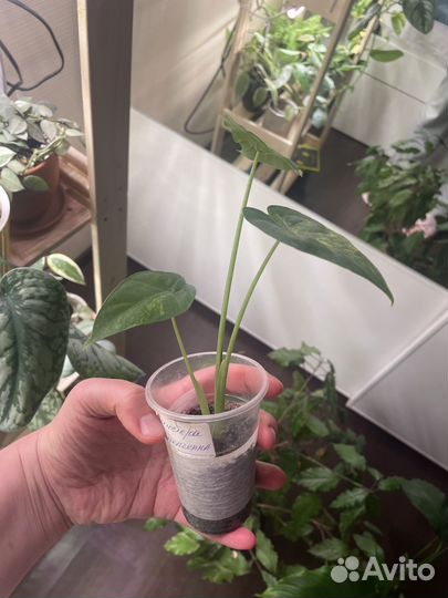 Алоказия гагеана вариегатная