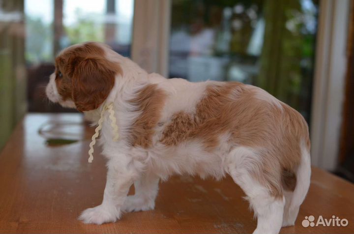 Кавалер Кинг Чарльз спаниель