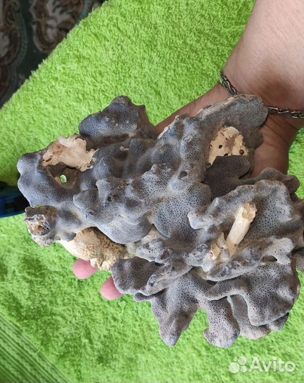 Морские кораллы для большого аквариума