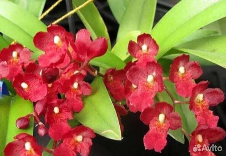 Орхидеи фаленопсис