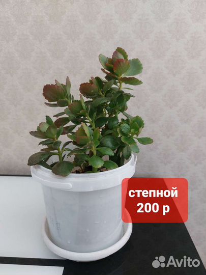 Комнатные растения