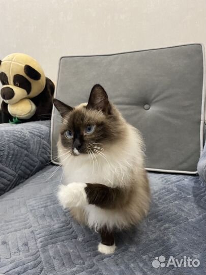 Сибирская кошка