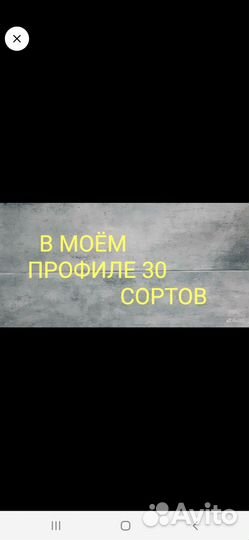 Фикус альбомаргината почта