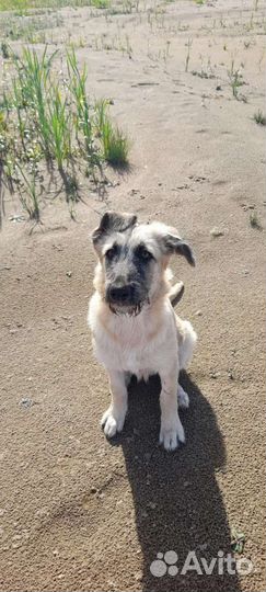 Щенок - подросток