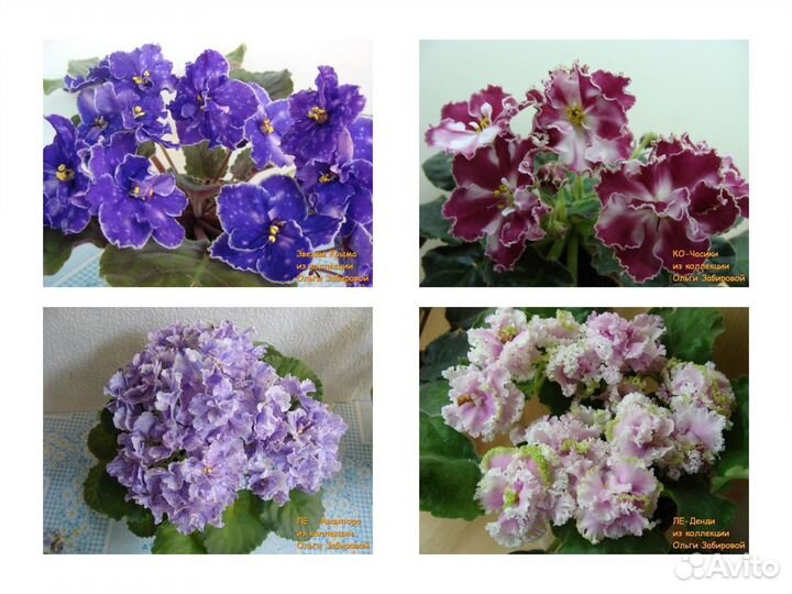 Фиалки. Продаются детки сортовых фиалок. Сентябрь