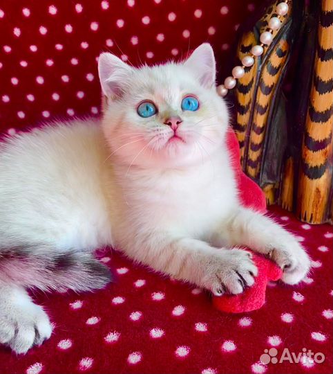 Роскошная синеглазая красотка)