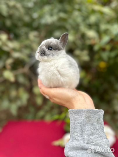 Ручной крольчонок с ладошку