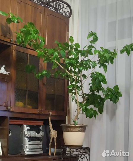 Роза китайская